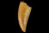 Serrated, Raptor Tooth - Real Dinosaur Tooth #157904-1